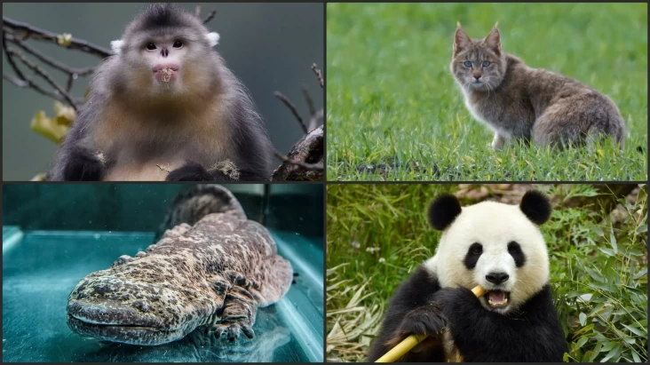 5 Binatang Endemik China yang dimaksud Mengejutkan, Salah Satunya Panda Raksasa