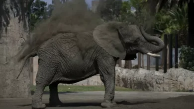Gajah Paling Sedih dalam area Bumi Terdekteksi Depresi Selama 8 Tahun