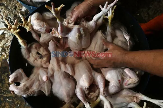 Geger Ayam Gelonggongan Disuntik Air Kotor, Menko Zulhas Kaget
