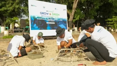 BRI Menanam Grow & Green Transplantasi Terumbu Karang, Selamatkan Ekosistem Laut di tempat area NTB
