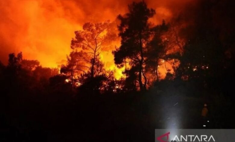 Kebakaran hutan dahsyat di Israel, 24 penduduk terluka