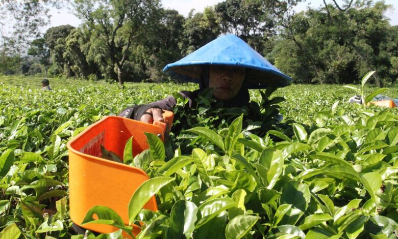 Perbedaan karyawan tak lama kemudian buruh: Definisi, hak, dan juga status pekerjaan
